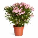 Exotenherz - Nerium Oleander 20cm Pot in blooming pink,...