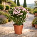 Exotenherz - Nerium Oleander 20cm Pot in blooming pink, unfilled, 70-80cm tall