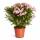 Exotenherz - Nerium Oleander 20cm Pot in blooming pink, unfilled, 70-80cm tall