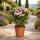 Exotenherz - Nerium Oleander 20cm Pot in blooming pink, unfilled, 70-80cm tall