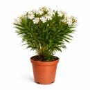Exotenherz - Nerium Oleander 20cm pot in white flowering,...