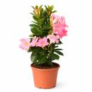 Mandevilla Dipladenia - Fleur en entonnoir - Form pyramidale - Pot de 14cm - env. 45-50cm - rose