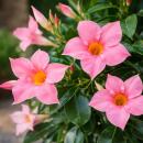 Mandevilla Dipladenia - Fleur en entonnoir - Form pyramidale - Pot de 14cm - env. 45-50cm - rose
