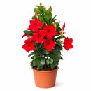 Mandevilla Dipladenia - Trichterblüte -...