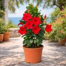 Mandevilla Dipladenia - Trichterblüte - Pyramidenform - 14cm Topf - ca. 45-50cm - rot