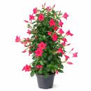 Mandevilla Dipladenia - Trichterblüte - Pyramidenform - 17cm Topf - ca. 65-70cm - rosa