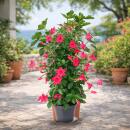 Mandevilla Dipladenia - Trichterblüte - Pyramidenform - 17cm Topf - ca. 65-70cm - rosa