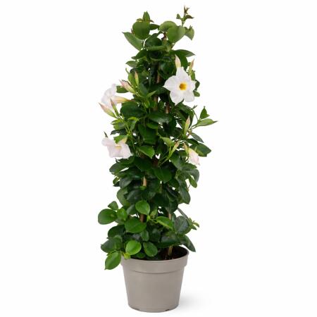 Mandevilla Dipladenia - Fleur en entonnoir - Form pyramidale - Pot de 17cm - env. 65-70cm - blanc