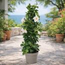 Mandevilla Dipladenia - Fleur en entonnoir - Form pyramidale - Pot de 17cm - env. 65-70cm - blanc