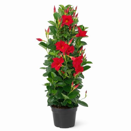 Mandevilla Dipladenia - Fleur en entonnoir - Form pyramidale - Pot de 17cm - env. 65-70cm - rouge
