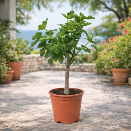 Ficus Carica - Echter Feigenbaum - 21cm Topf - ca. 80-90cm