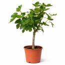 Ficus Carica - Echter Feigenbaum - 21cm Topf - ca. 80-90cm