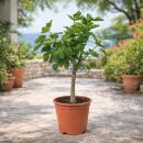 Ficus Carica - Echter Feigenbaum - 21cm Topf - ca. 80-90cm