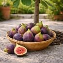 Ficus Carica - Echter Feigenbaum - 21cm Topf - ca. 80-90cm