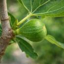 Ficus Carica - Echter Feigenbaum - 21cm Topf - ca. 80-90cm
