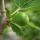 Ficus Carica - Echter Feigenbaum - 21cm Topf - ca. 80-90cm