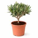 Olea europea - Olivenbaum - 15cm Topf