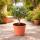 Olea europea - Olivier - 15cm Pot
