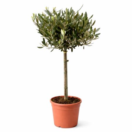 Olea europea - Olivenbaum - 19cm Topf - ca. 70-80cm