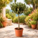Olea europea - Olivenbaum - 19cm Topf - ca. 70-80cm