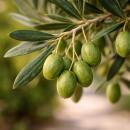 Olea europea - Olivenbaum - 19cm Topf - ca. 70-80cm