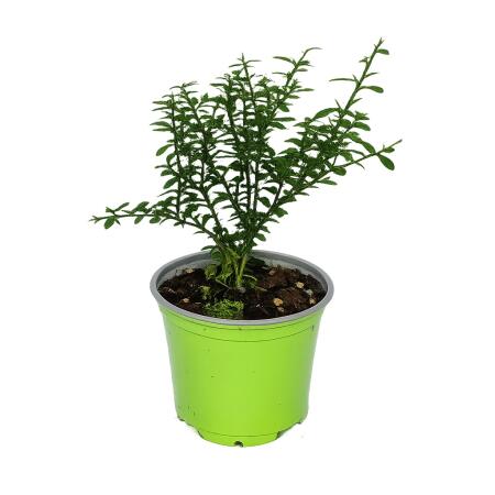 Citron caviar - Citron caviar - Microcitrus australasica - Pot de 12 cm