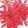 Bonsai Japanischer F&auml;cherahorn - Acer palm. atropurpureum 15cm eckige Schale
