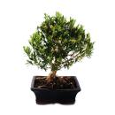 Bonsai Boxwood - Buxus herlandii 15cm