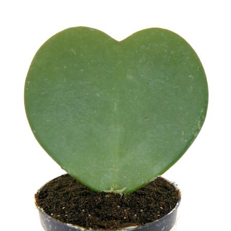 Hoya kerii - Herzblatt-Pflanze, Herzpflanze oder Kleiner Liebling - i
