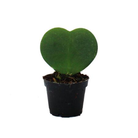 Sweetheart - heart plant in 7cm pot