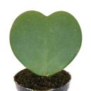 Hoya kerii - Herzblatt-Pflanze, Herzpflanze oder Kleiner...