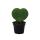 Hoya kerii - Herzblatt-Pflanze, Herzpflanze oder Kleiner Liebling - im 6cm Topf