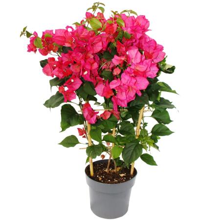 Bougainvillea "Barbara Karst" - Fleur de trois couleurs - variété spéciale sur treillis - 19cm pot - 60cm - rose foncé