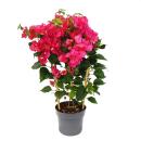 Bougainvillea "Barbara Karst" - Fleur de trois...