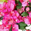 Bougainvillea "Barbara Karst" - Fleur de trois couleurs - variété spéciale sur treillis - 19cm pot - 60cm - rose foncé
