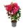Bougainvillea "Barbara Karst" - Fleur de trois couleurs - variété spéciale sur treillis - 19cm pot - 60cm - rose foncé
