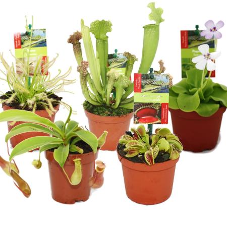 Starter Set Carnivorous Plants - 5 Plant