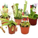Starter Set Carnivorous Plants - 5 Plant