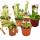 Starter Set Carnivorous Plants - 5 Plant