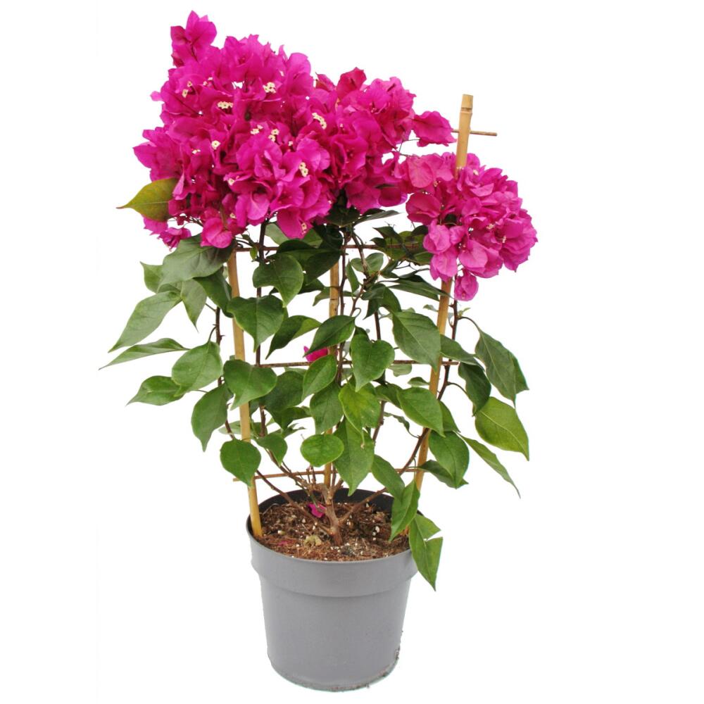 Bougainvillea "Dark Violett" - Drillingsblume Exotenherz