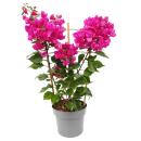 Bougainvillea "Violet Foncé" - Fleur de...