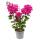 Bougainvillea "Violet Foncé" - Fleur de Bougainvillée - variété spéciale sur treillis - 21cm Taille du pot - 75cm - violet foncé