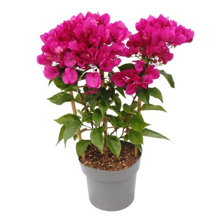 Bougainvillea "Violet Foncé" - Fleur de Bougainvillée - variété spéciale sur treillis - 19cm Taille du pot - 60cm - violet foncé
