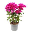 Bougainvillea "Violet Foncé" - Fleur de...