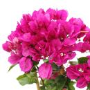 Bougainvillea "Violet Foncé" - Fleur de Bougainvillée - variété spéciale sur treillis - 19cm Taille du pot - 60cm - violet foncé