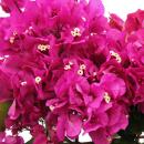 Bougainvillea "Violet Foncé" - Fleur de Bougainvillée - variété spéciale sur treillis - 19cm Taille du pot - 60cm - violet foncé