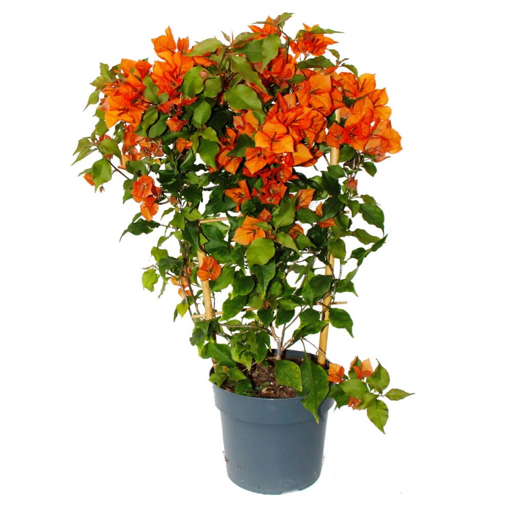 zimmerpflanze mit silbernen blttern Philodendron mamei  tropische Schnheit mit samtigen Blttern und sil   Secret Garden Plant Shop