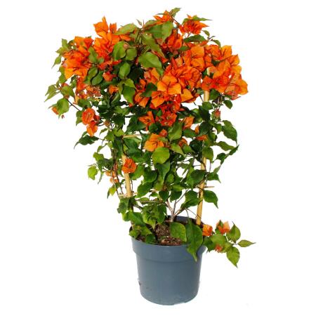 Bougainvillea "Fire Opal" - Fleur de trois couleurs - variété spéciale sur treillis - 19cm pot - env. 60cm - orange