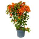 Bougainvillea "Fire Opal" - Fleur de trois...