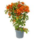 Bougainvillea "Fire Opal" - Fleur de trois...